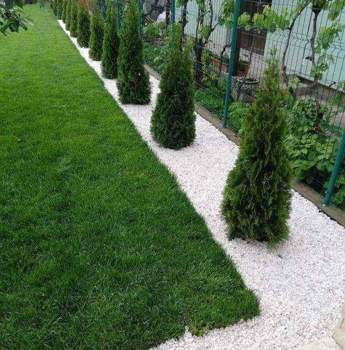 Vând plante ornamentale oriunde în țară execut grătare cascade cu tot