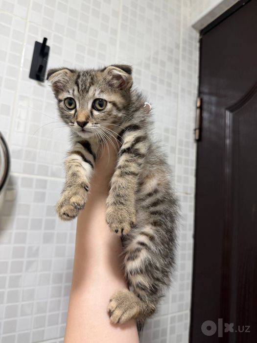 Котенок девочка веслоухая
