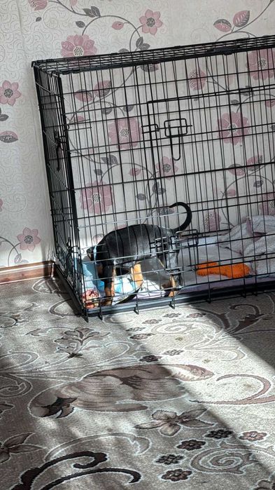 Продам добермана