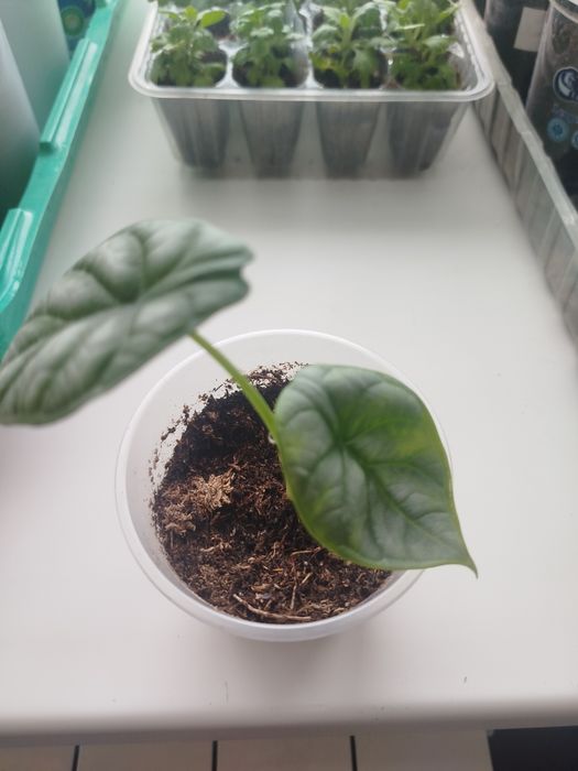 Алоказия дракон несколько штук