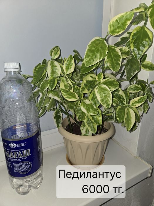 Комнатные ,здоровые цветы