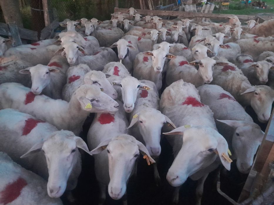 Oi lacune disponibile bune de lapte