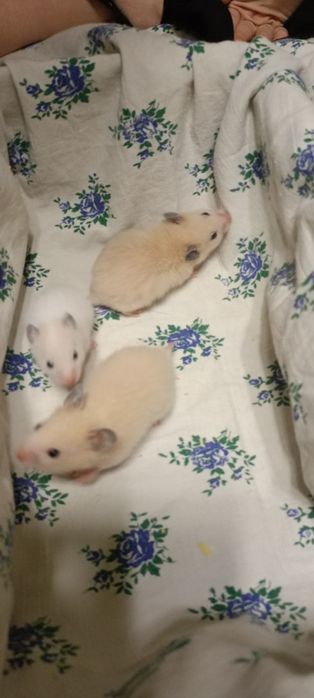 Сирийский хомяк!