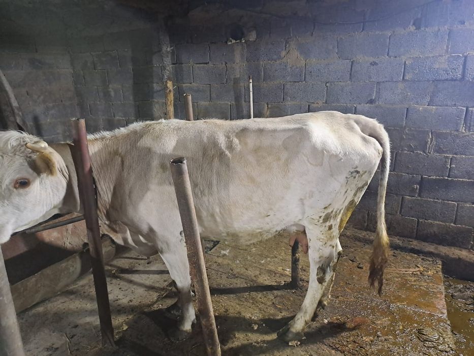 Продам корову дойную