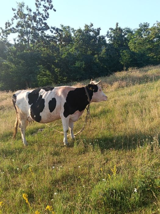 Vaca Holstein juninca
