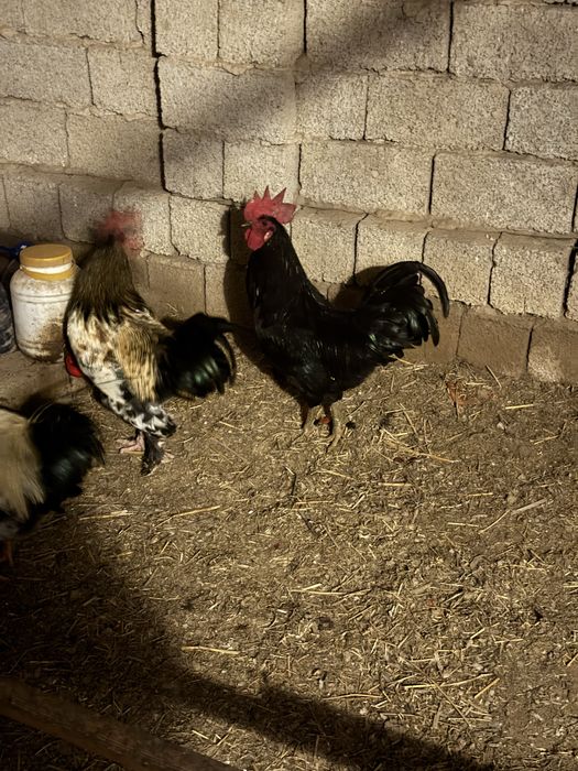 Qora shaxzoda joʻja qoʻrozilar sotiladi 5 dona qoldi