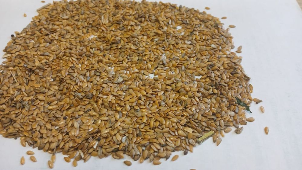 Пшеница.Платный чат!Все корма.