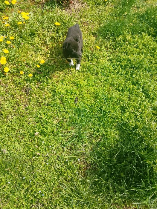 Подарявам кученца