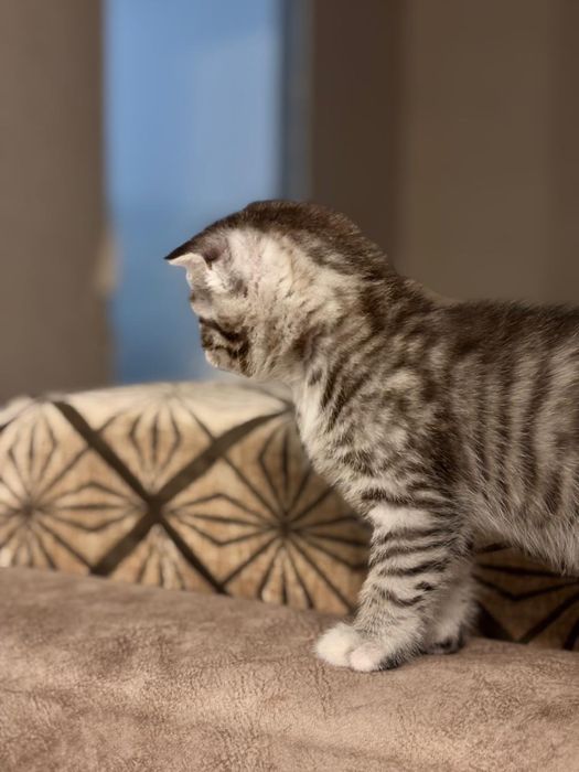 котята, в хорошие руки