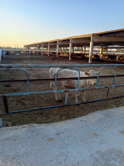 Продаётся ферма 30 га с посевом для коров Куи Чирчикский район