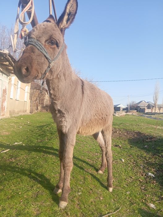 Еркек ешек жасы 2 де
