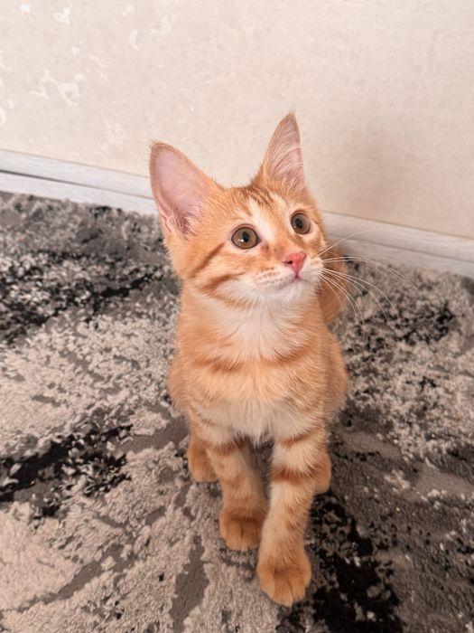 Котенок мальчик! ДАРОМ