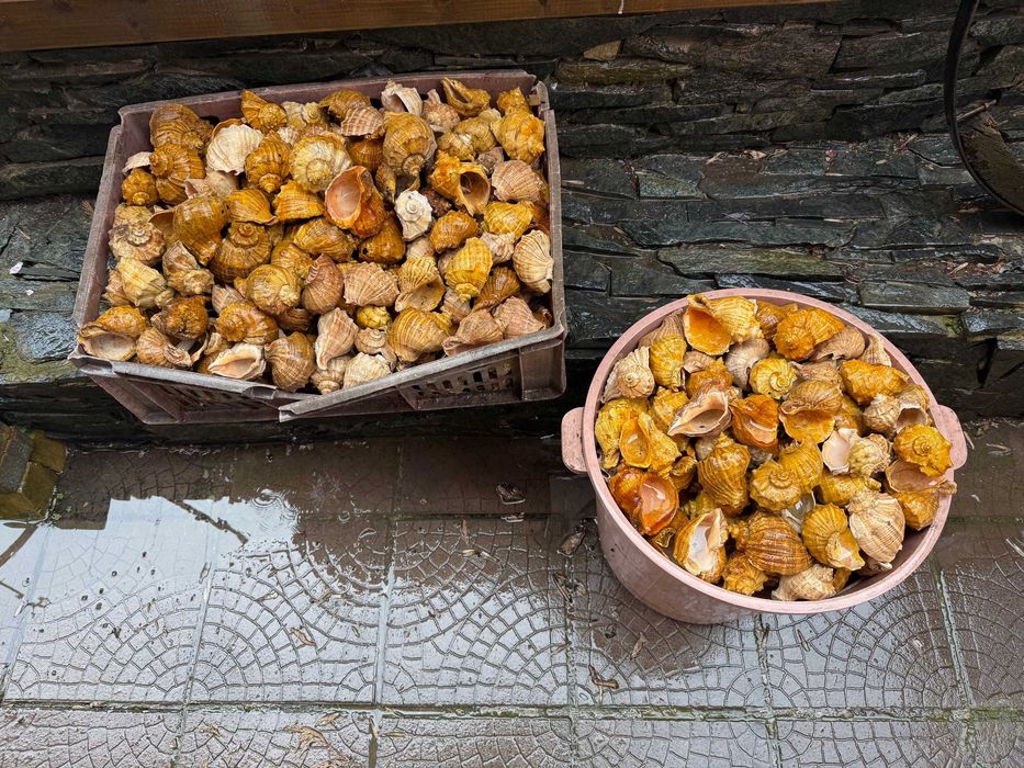 продавам лакирани рапани за домашни потреби