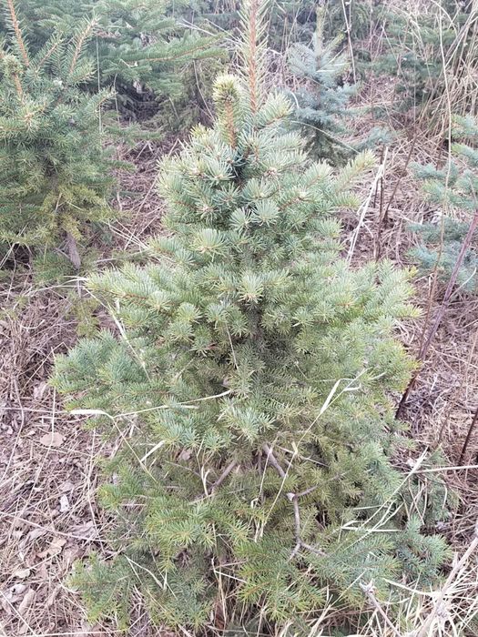 Ёлки в наличии продаются