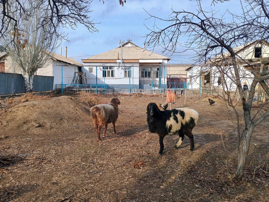 Сатылады бидайға бағылған