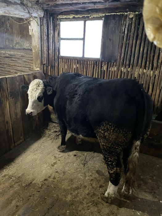 Продам с откорма