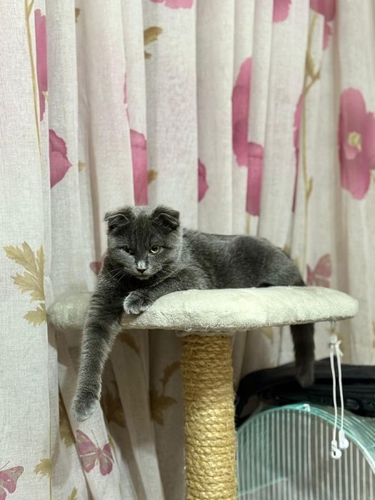 Шотландская вислоухие кошка