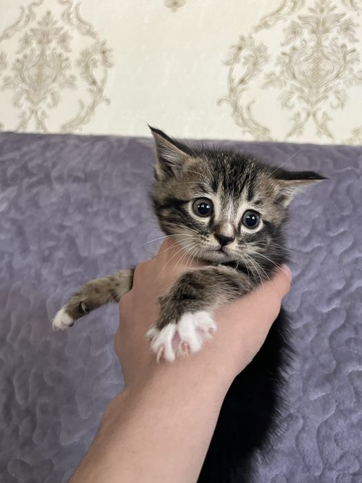 Мушукчалар скотиш фолд