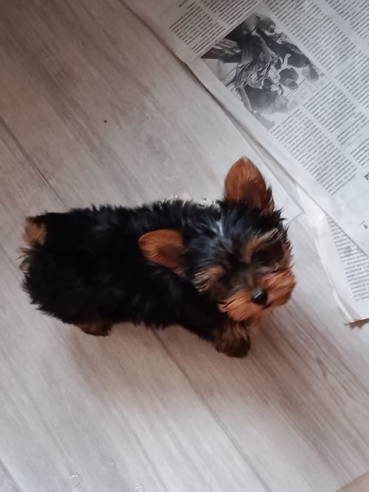 Йорк ширский терьер