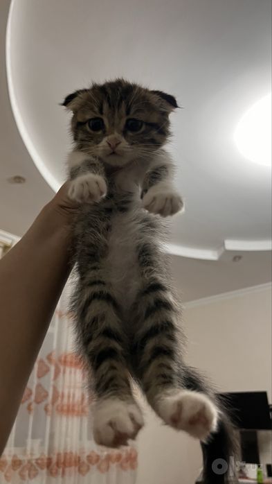 Котик скотиш фолд