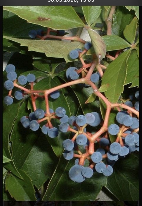 Декоративный девичи виноград