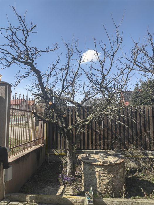 Tund tai toaletez arbori / pomi fructiferi / ornamentali