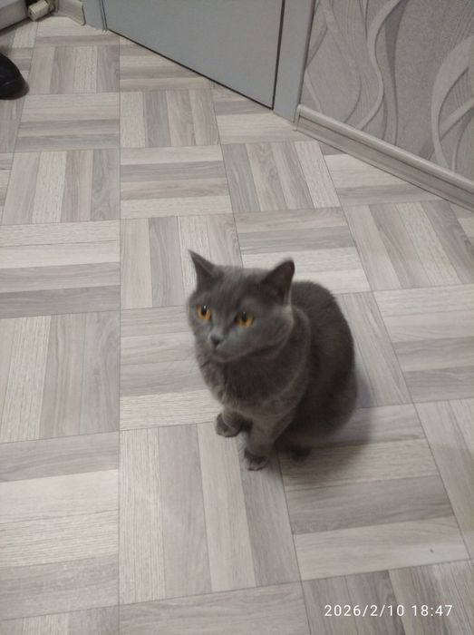 Отдам кошку в хорошие руки .