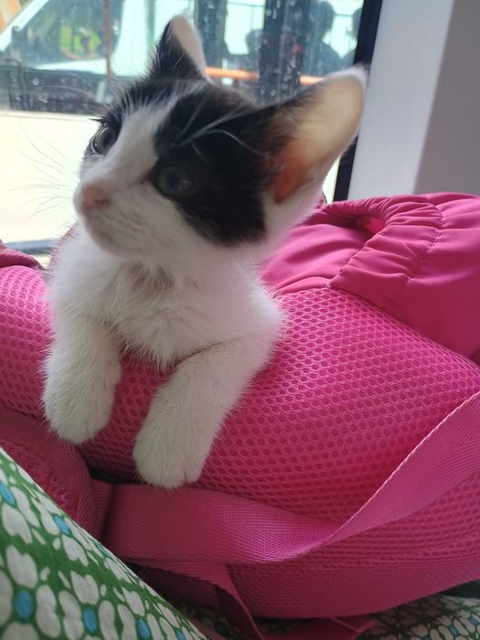 ofer adoptie gratuit 1 baietel pisoi 1 luna