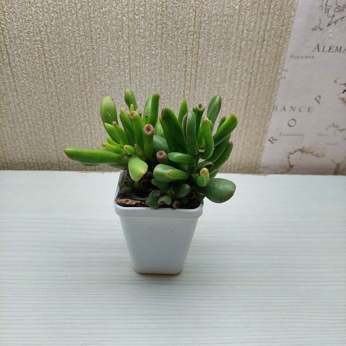 Цветы суккуленты