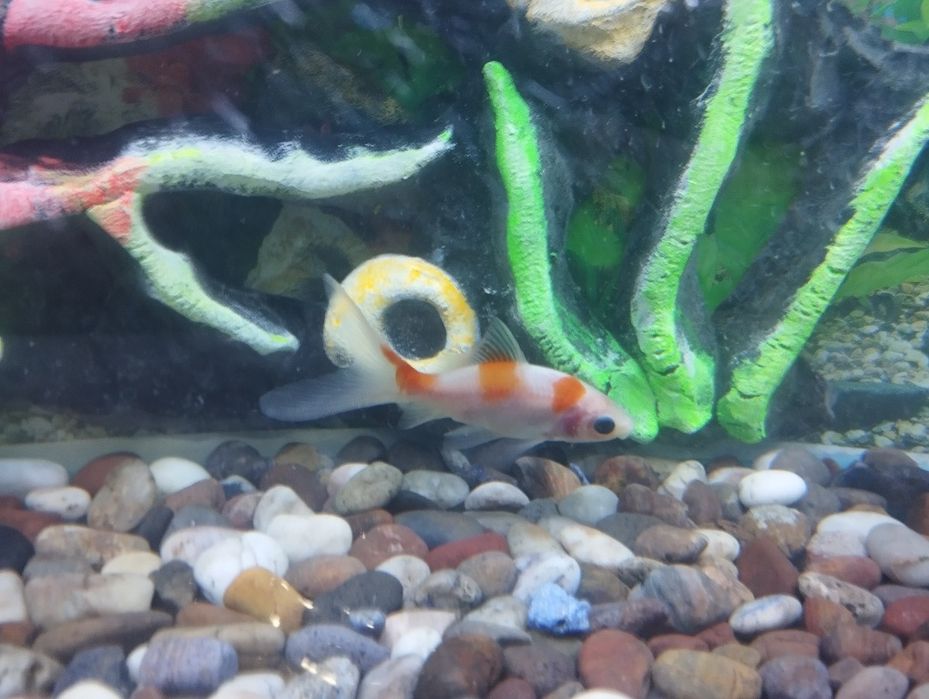 Akvarium komplekt ovalniy sotiladi