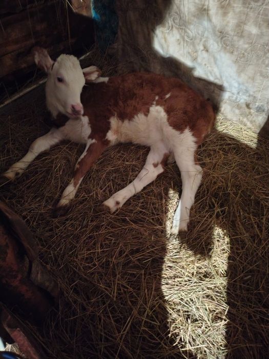 Продам телёнка девочка