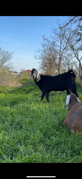 Țap Anglonubian, cu pedigree sau schimb cu cereale