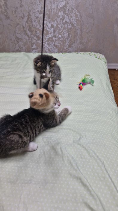 Отдам котят в ответчтвенные руки