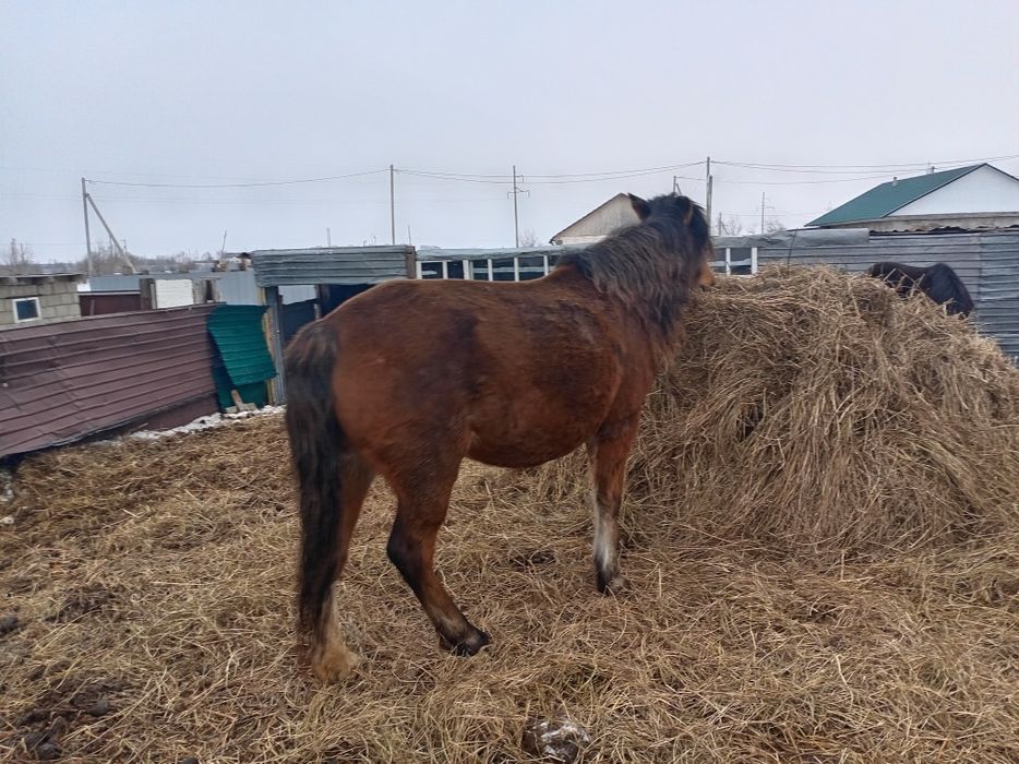 Продам қабыл яловую