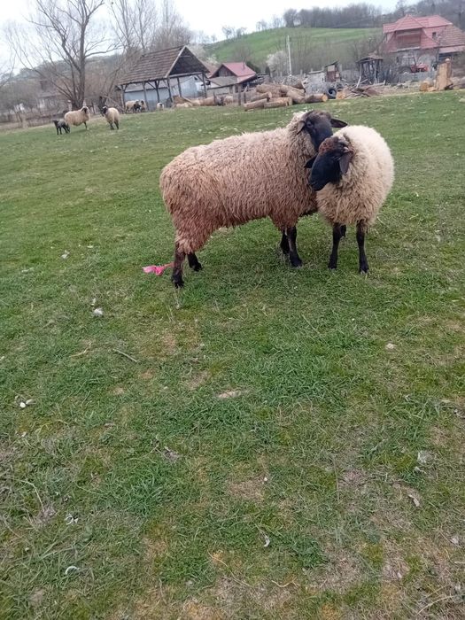 Berbeci Sulfoc si Carabas