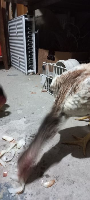 Дакан курочки кореянки,