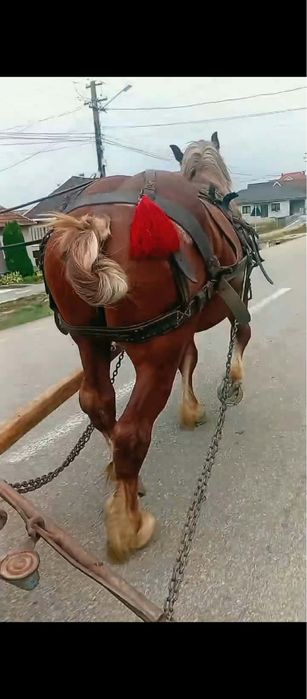 Vând manz 2 ani!