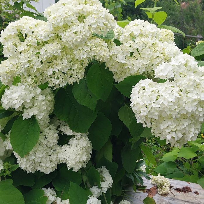 Продам саженцы многоленики