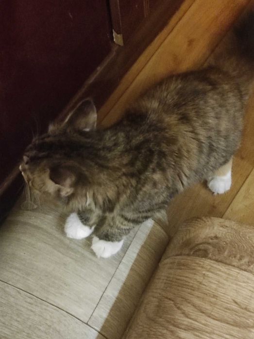 котенок девочка в добрые руки