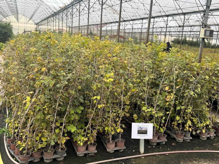 Oferta de primavara - Plante de alun la ghiveci