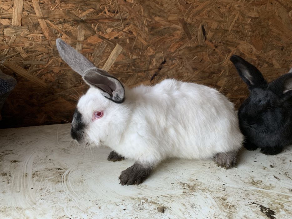 Vand iepuri urias de transilvania