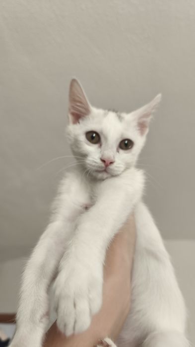 Котёнок в хорошие руки