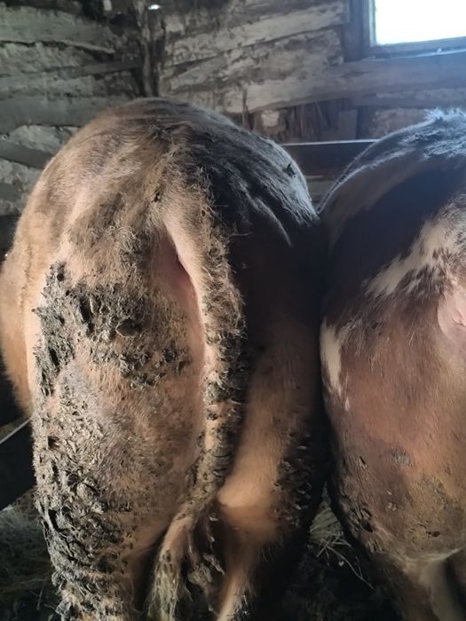 Бука сатамын 5 бас