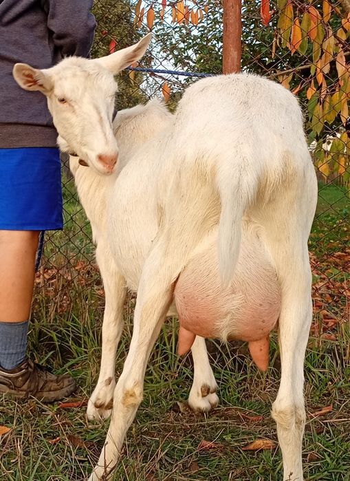 Capra Alpina Franceza