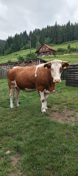Vând vaca la prima fătare!