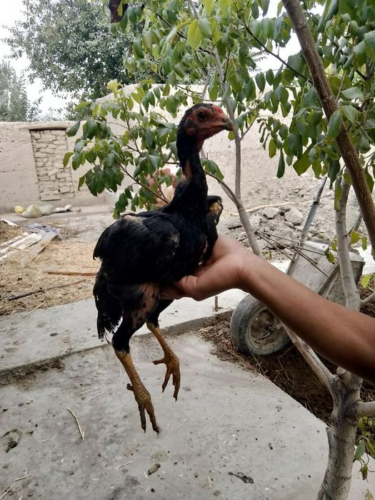 Dakan jujalar sotiladi