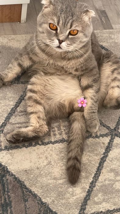 Мысықтар толық