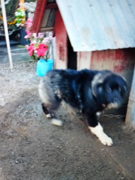 Vind cățelușă de rasă Ciobanesc de Bucovina corb