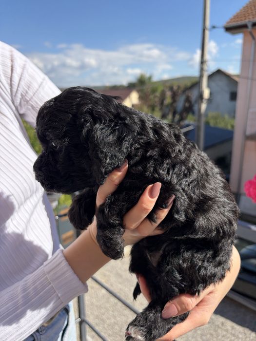 Caniche/poodle mini negru