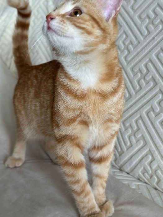 Отдам котика мальчик в добрые руки